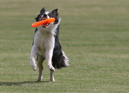 Our Dogs - BWBC Brodie