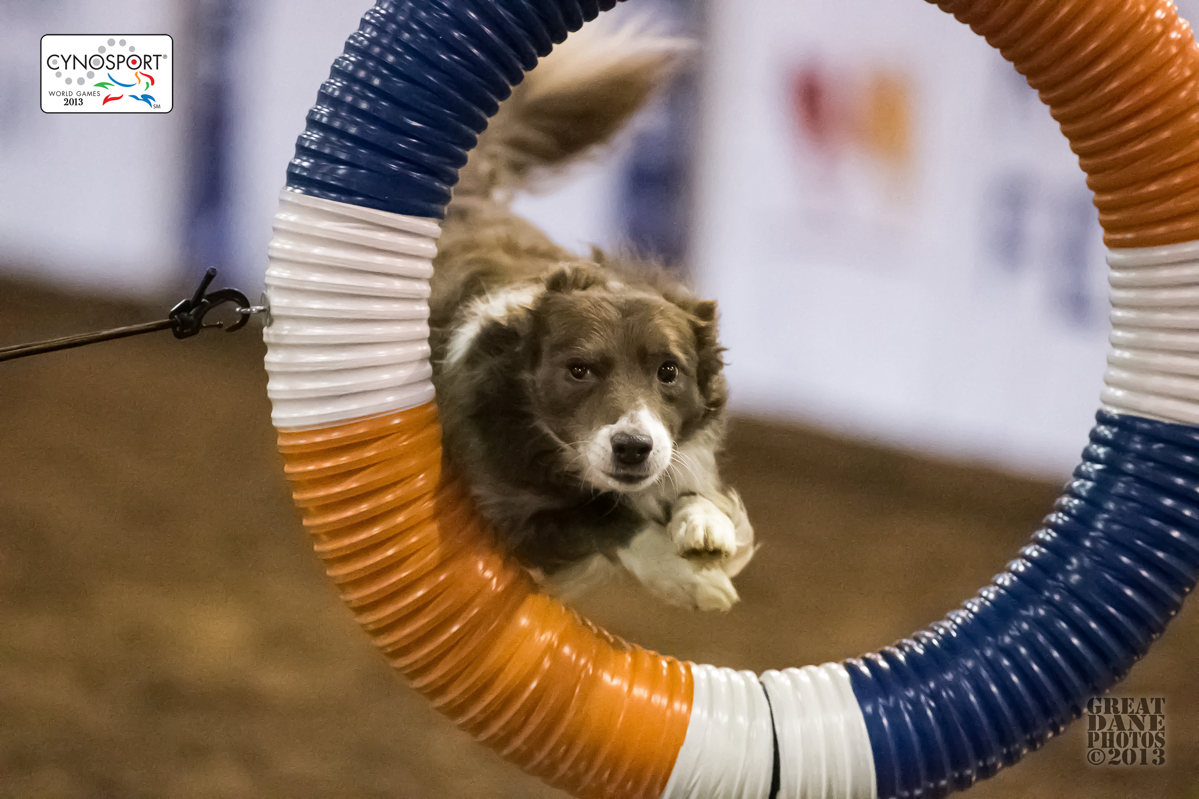 Our Dogs - BWBC Rosa