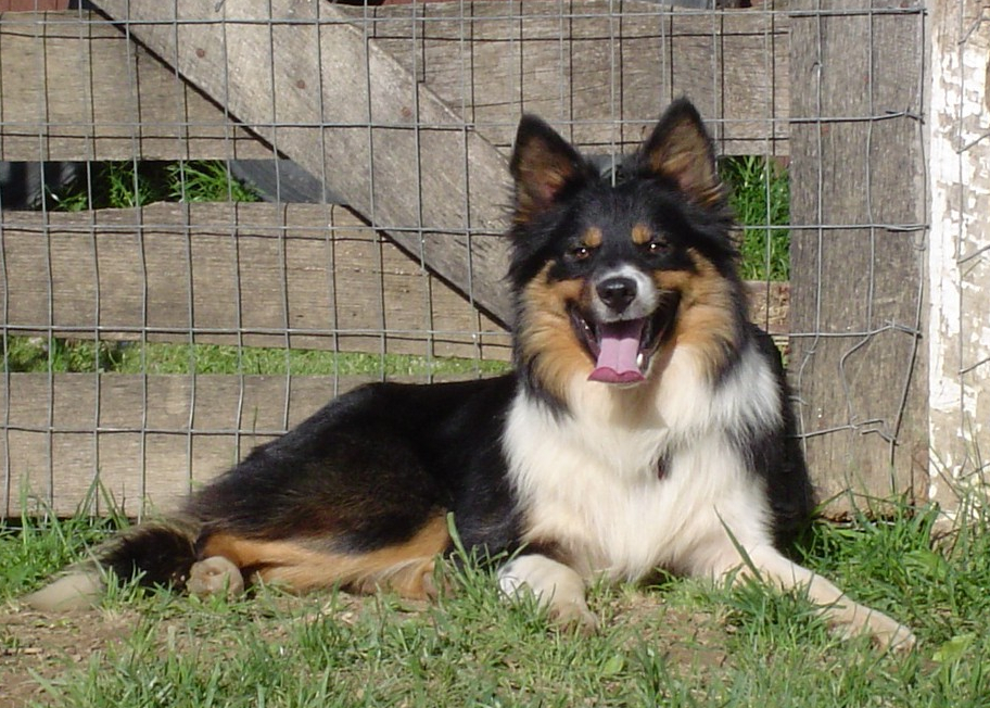 Our Dogs - AutabInPicturz