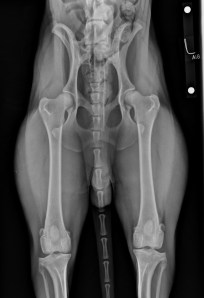 An example of OFA Good hips