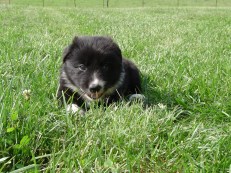 2003 Missy and Gill Male 1