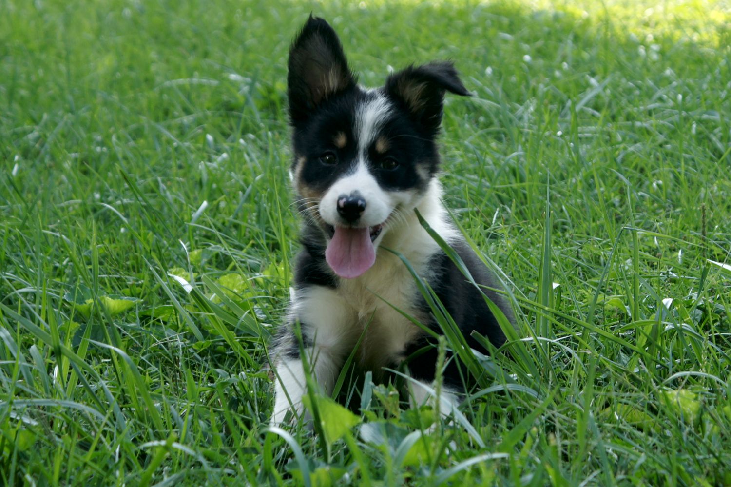 2010 LC and Dealer Female 2 (BWBC Mercy)