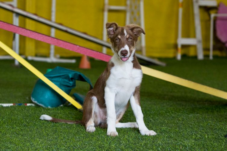 Training > Obedience: Dexter