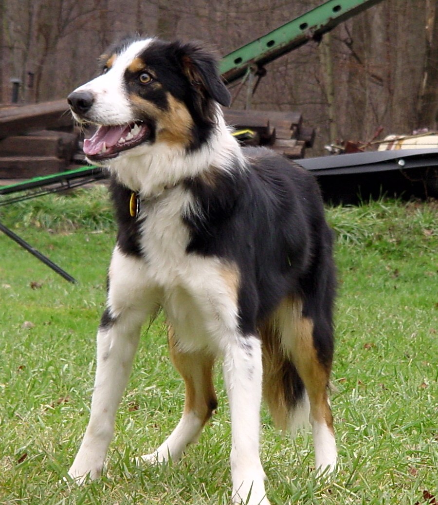 Our Dogs - BWBC Can Zoom