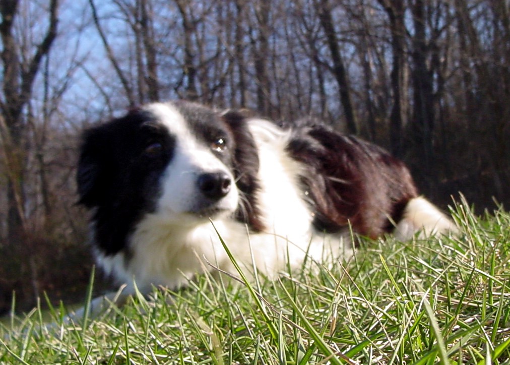 Our Dogs - BWBC Christie