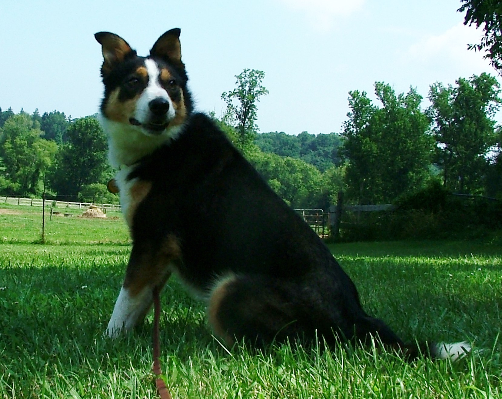 Our Dogs - BWBC Get a Grip