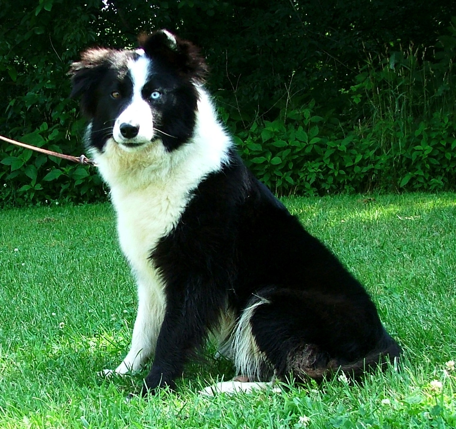 Our Dogs - BWBCO Looker