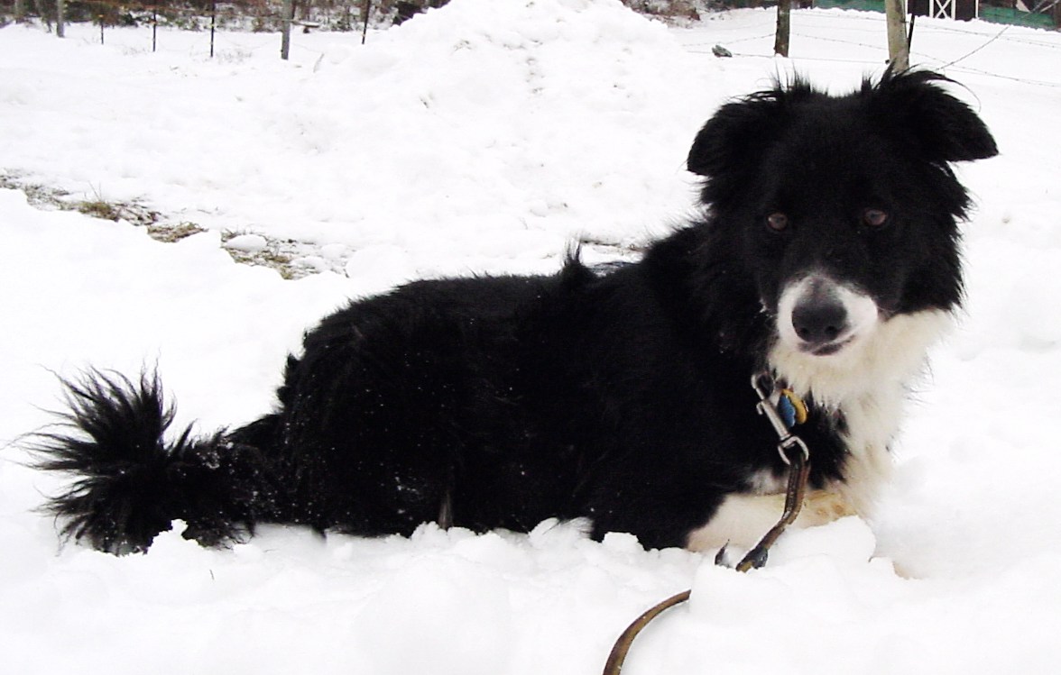 Our Dogs - BWBC Oreo