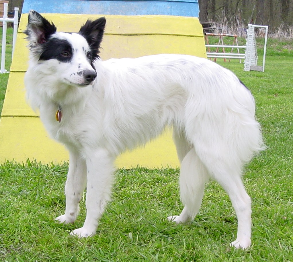 Our Dogs - BWBC Yes I Can