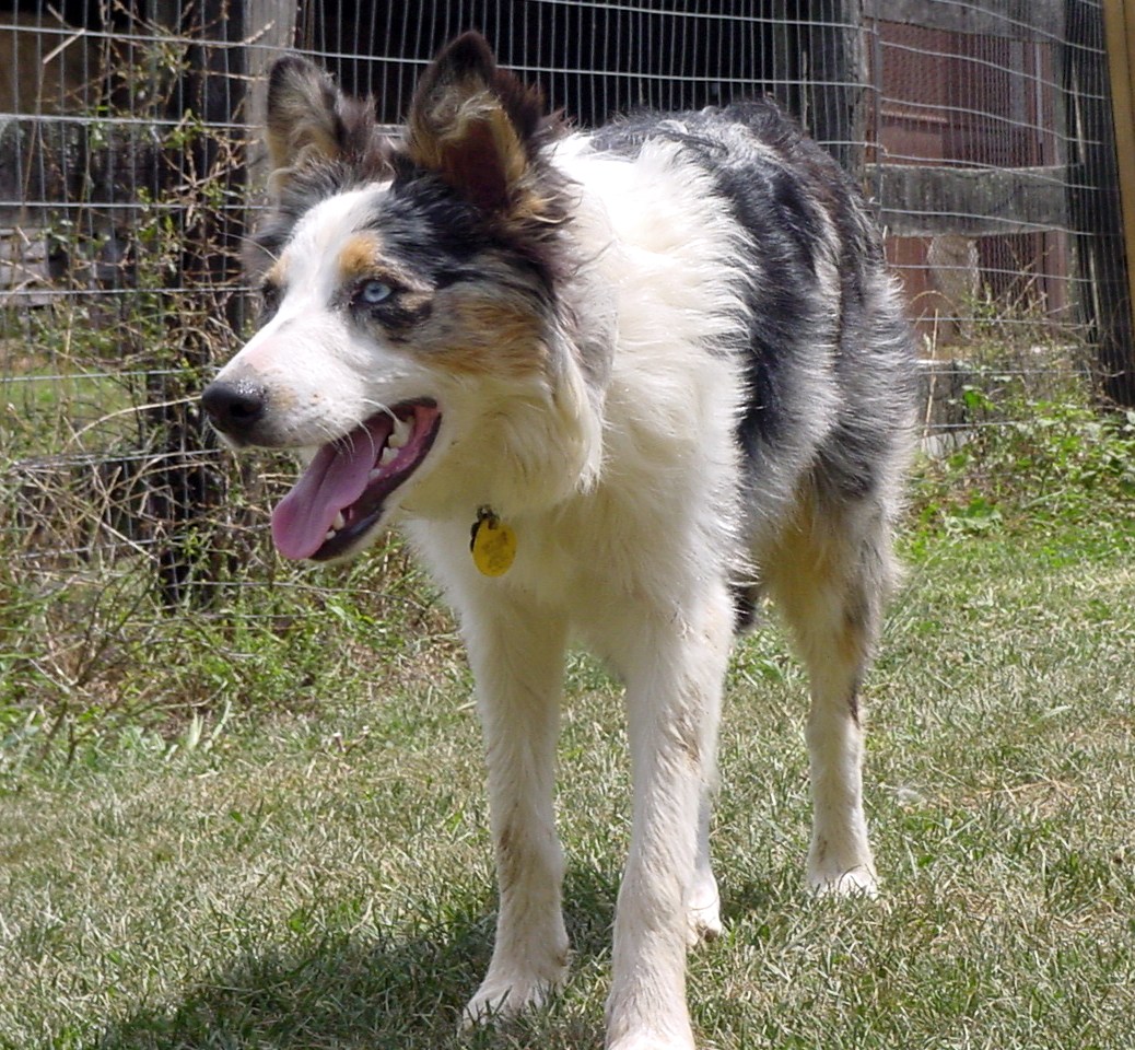 Our Dogs - BWBC Yes I Tri