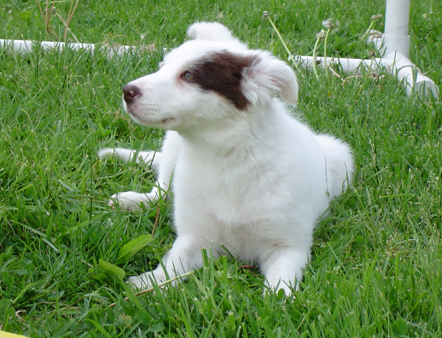 Our Dogs - BWBC White Hot