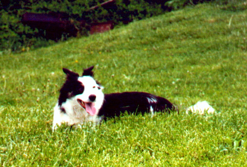 Our Dogs - BWBC Jill