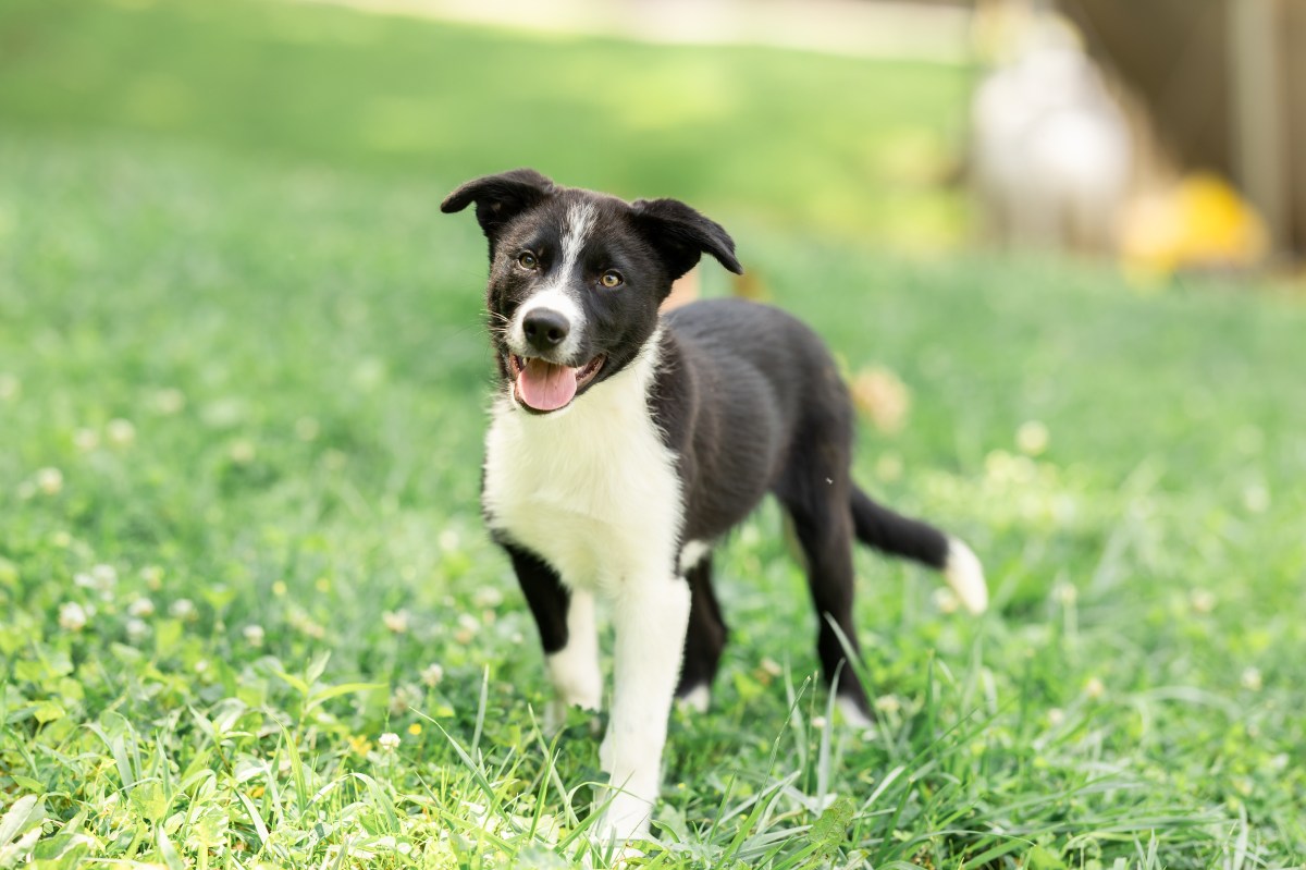 Puppies – Branchwater